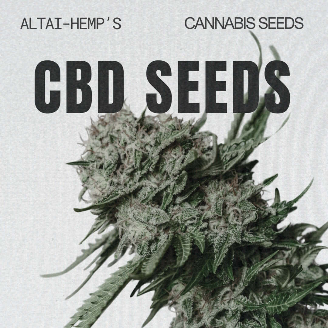 CBD-reiche Cannabissamen für Indoor- & Outdoor-Anbau-  Cannabis Altai-Hemp's
