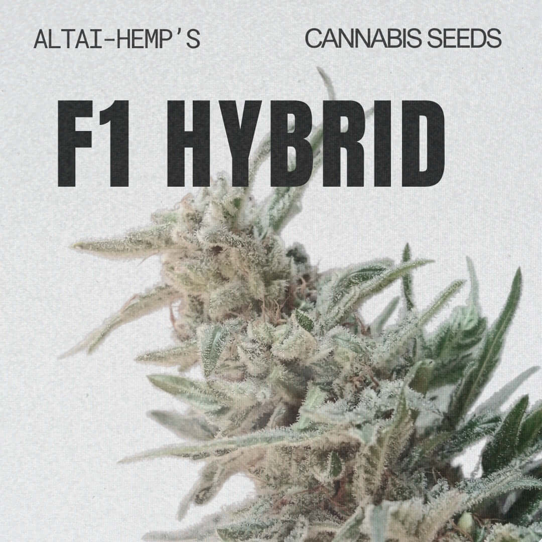 F1 Hybridsamen mit stabiler Leistung und starkem Wachstum - Cannabis Altai-Hemp's