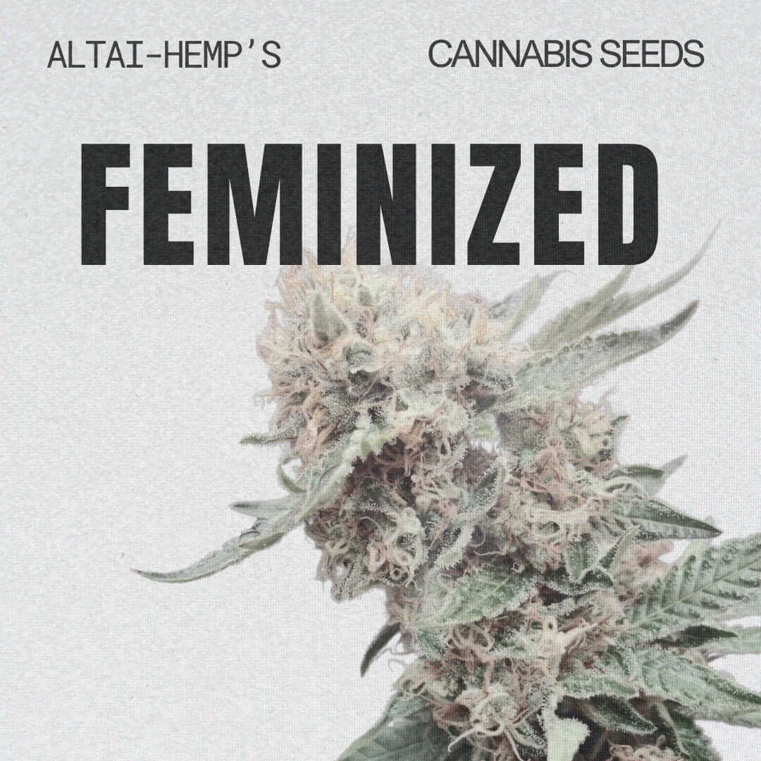 Feminisierte Samen für gleichmäßige CBD-Erträge beim Anbau - Cannabis Altai-Hemp's
