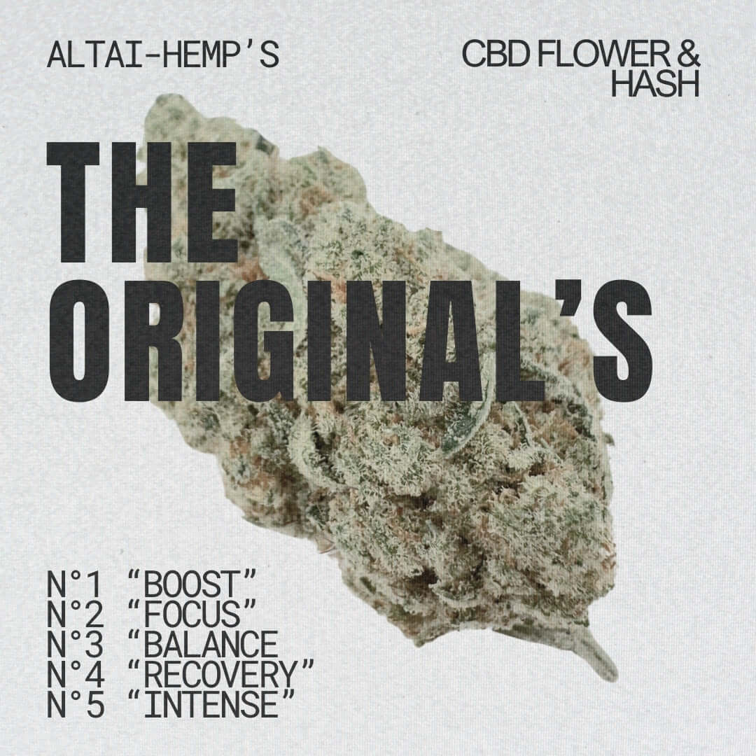 Original CBD-Blüten mit typischem Terpenprofil & Aroma - Cannabis Altai-Hemp's