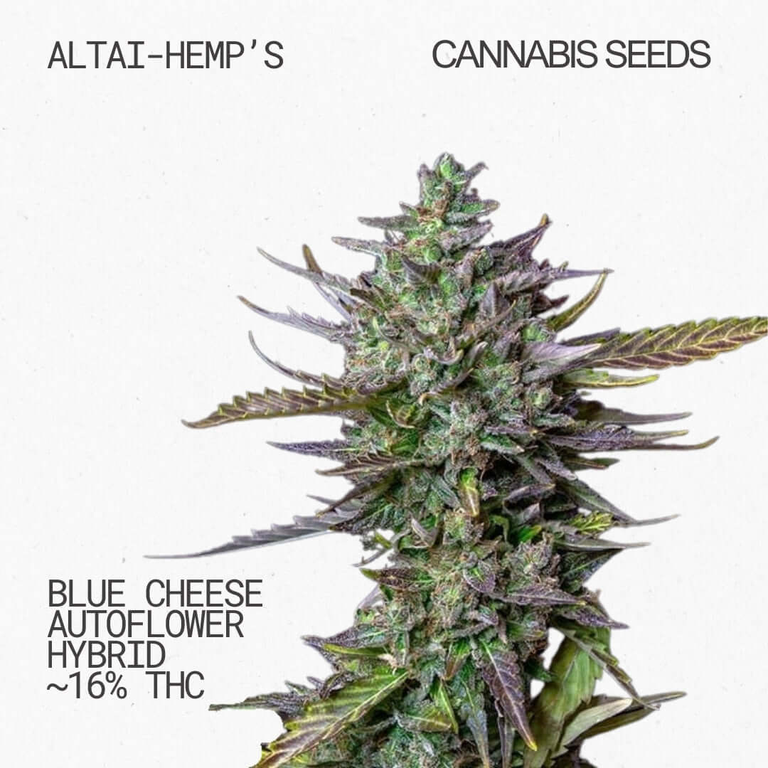 Blue Cheese Auto- Cannabis Samen Cannabis Samen Altai-Hemp's