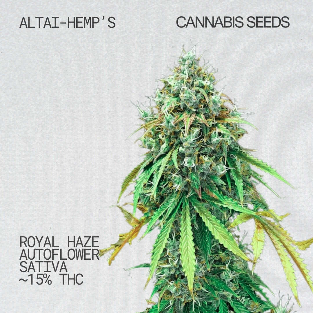 Royal Haze Auto- Cannabis Samen Cannabis Samen Altai-Hemp's