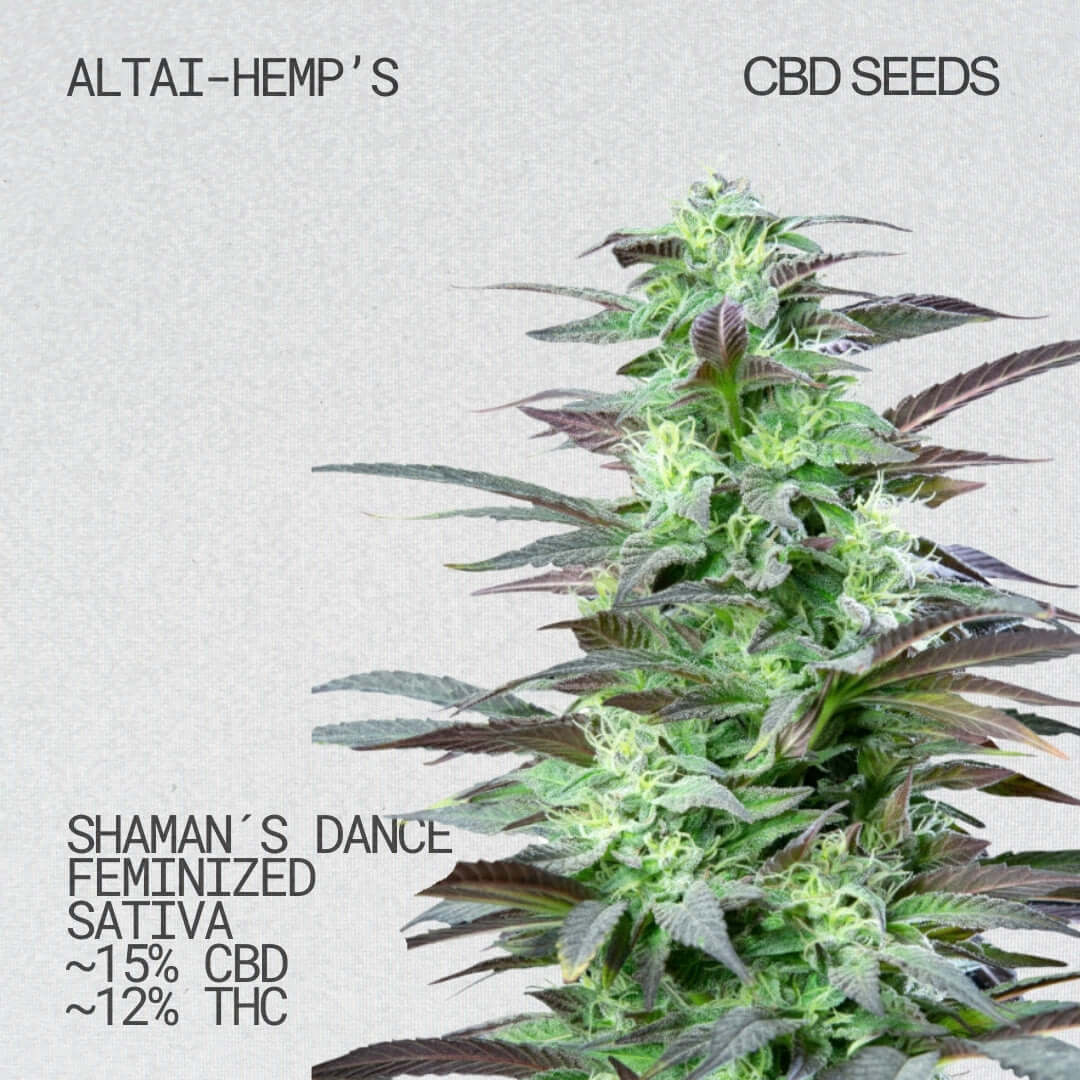 Shaman's Dance- CBD Cannabis Samen Cannabis Samen Altai-Hemp's