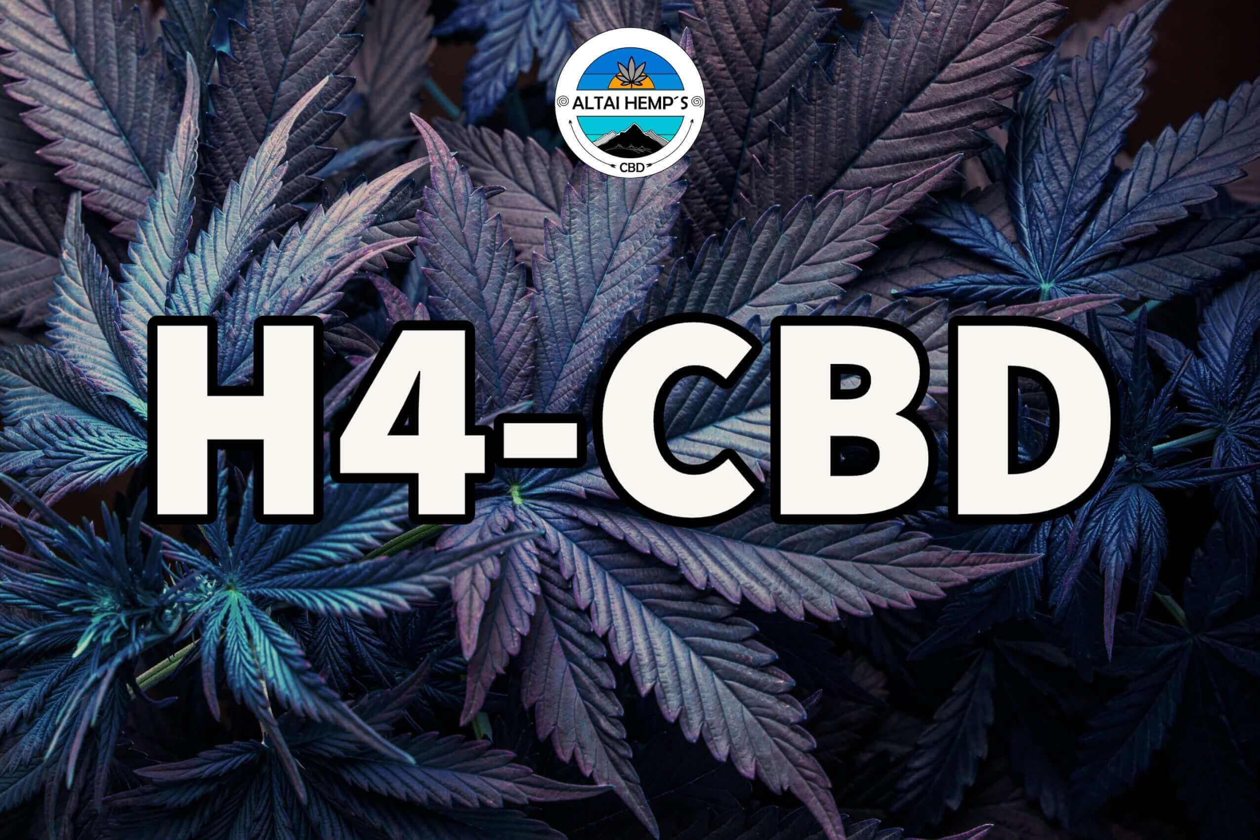 H4CBD: Die neueste Innovation in der CBD-Welt - Altai-Hemp's