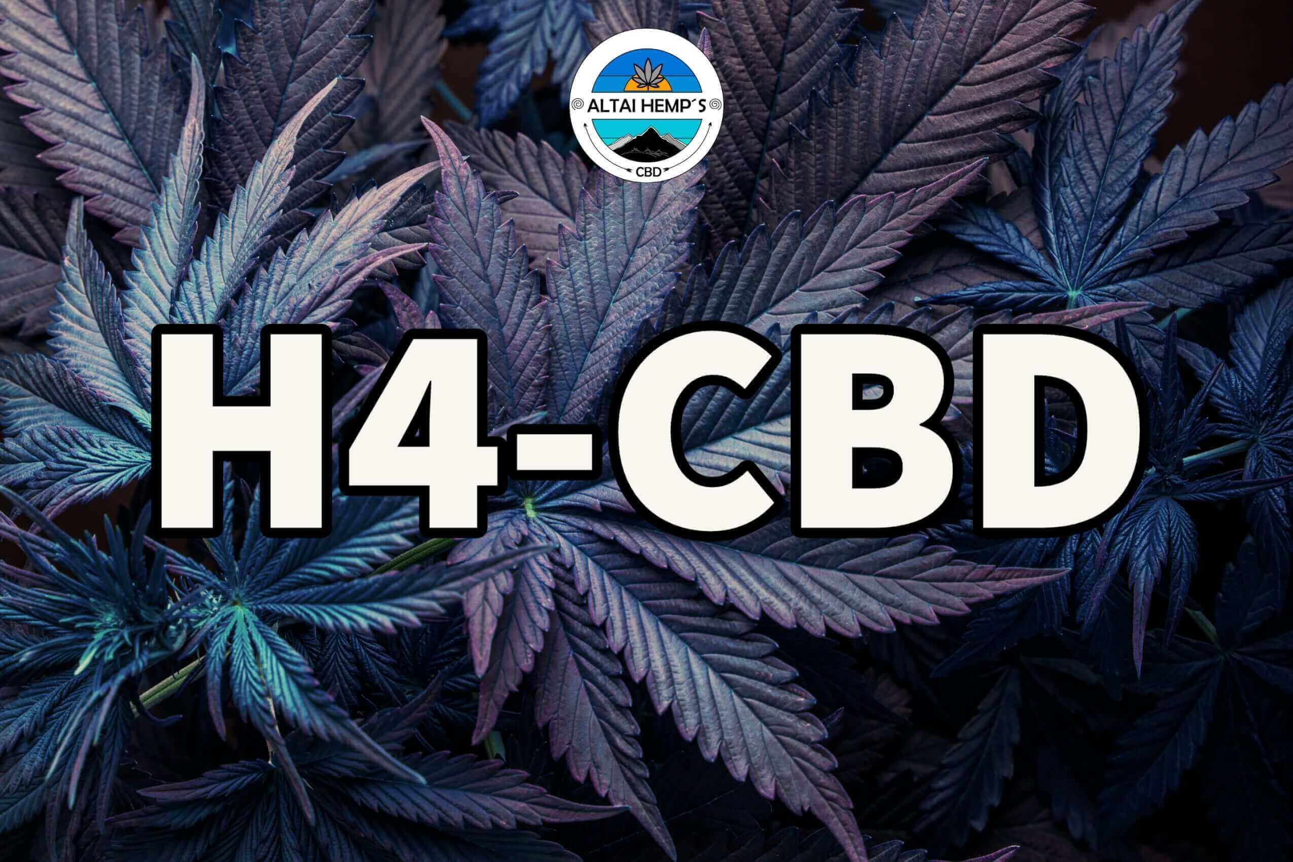 H4CBD: Die neueste Innovation in der CBD-Welt - Altai-Hemp's