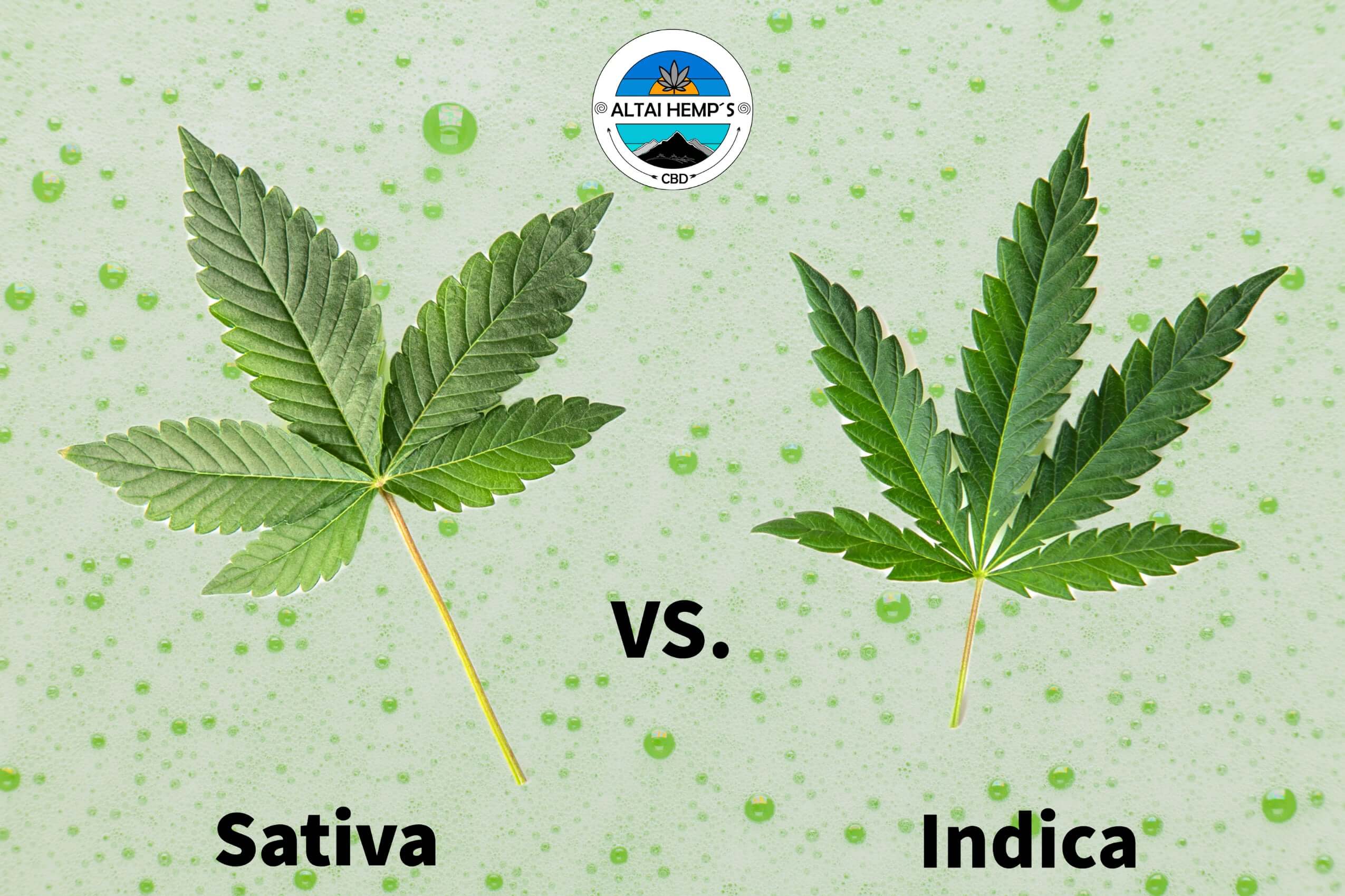 CBD Blüten: Sativa vs. Indica - Der ultimative Vergleich - Altai-Hemp's