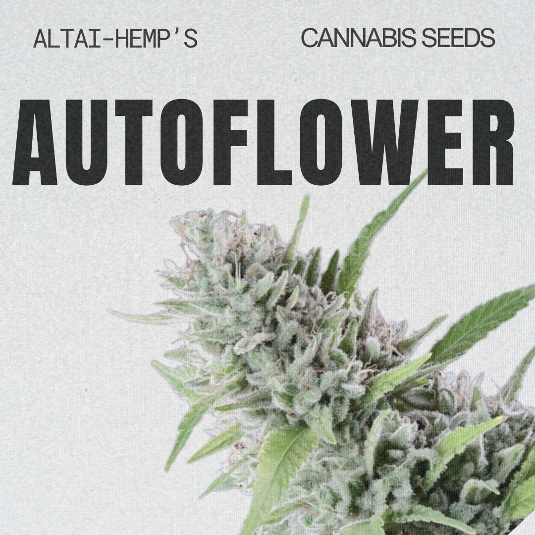Autoflowering Cannabis Samen