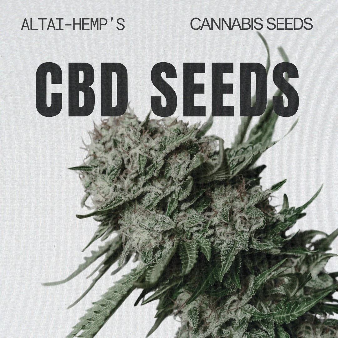 CBD-Cannabis Samen