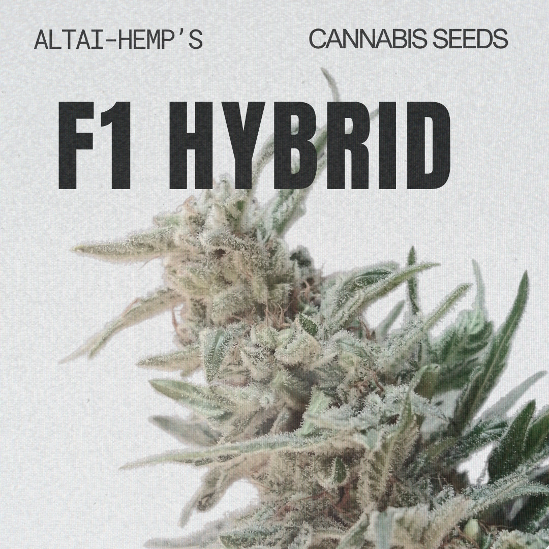 F1 Hybrid Cannabis Samen