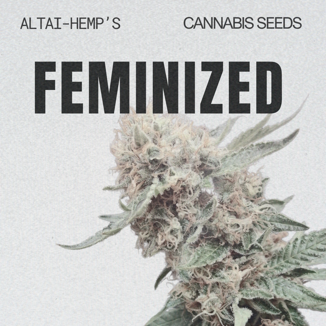Feminisierte Cannabis Samen