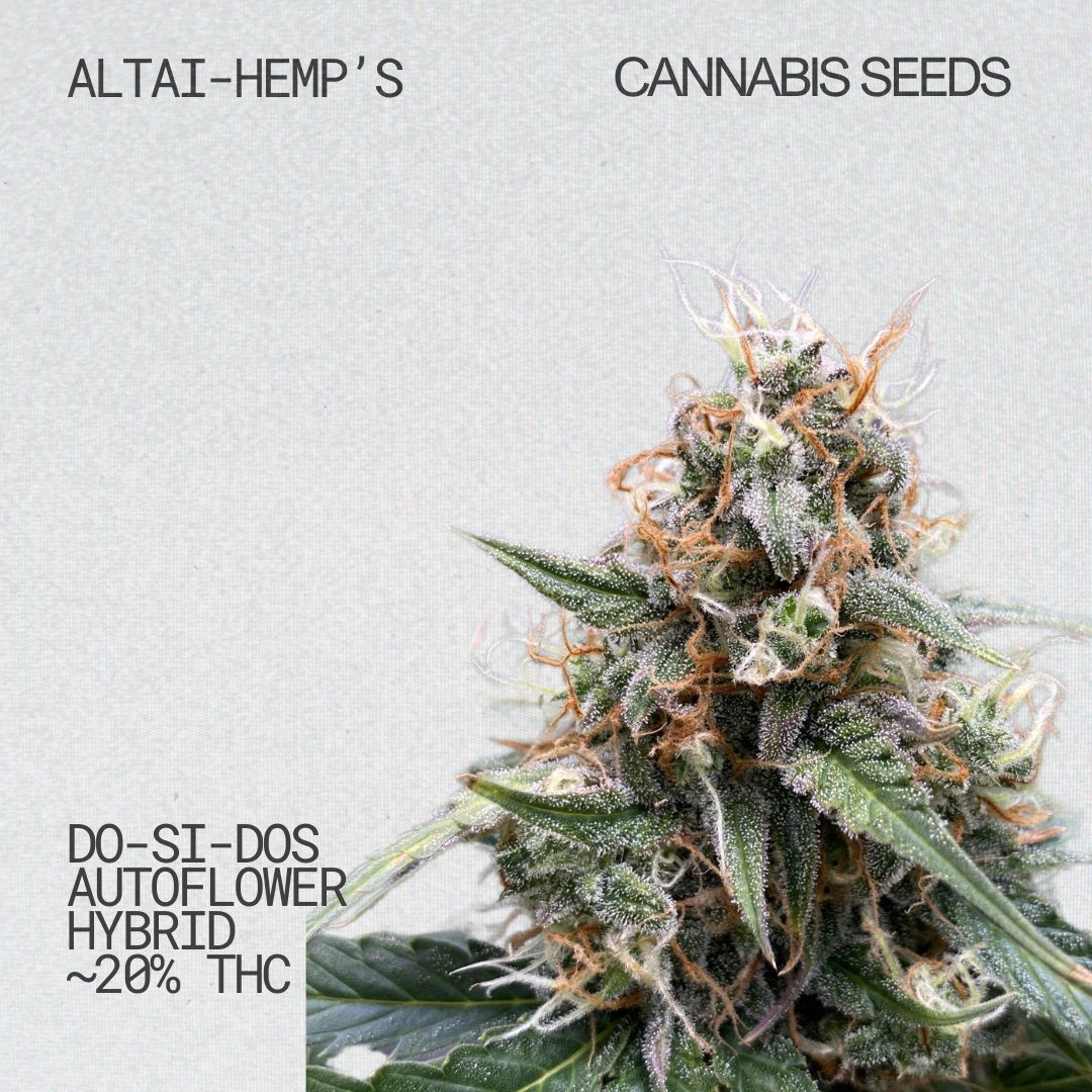 Altai-Hemps-Do-SI-DOSAuto-CannabisSamen.jpg