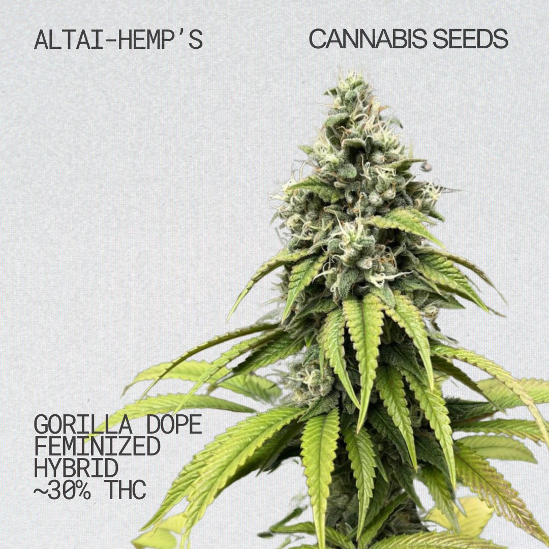Altai-Hemps-GorillaDope-CannabisSamen.jpg