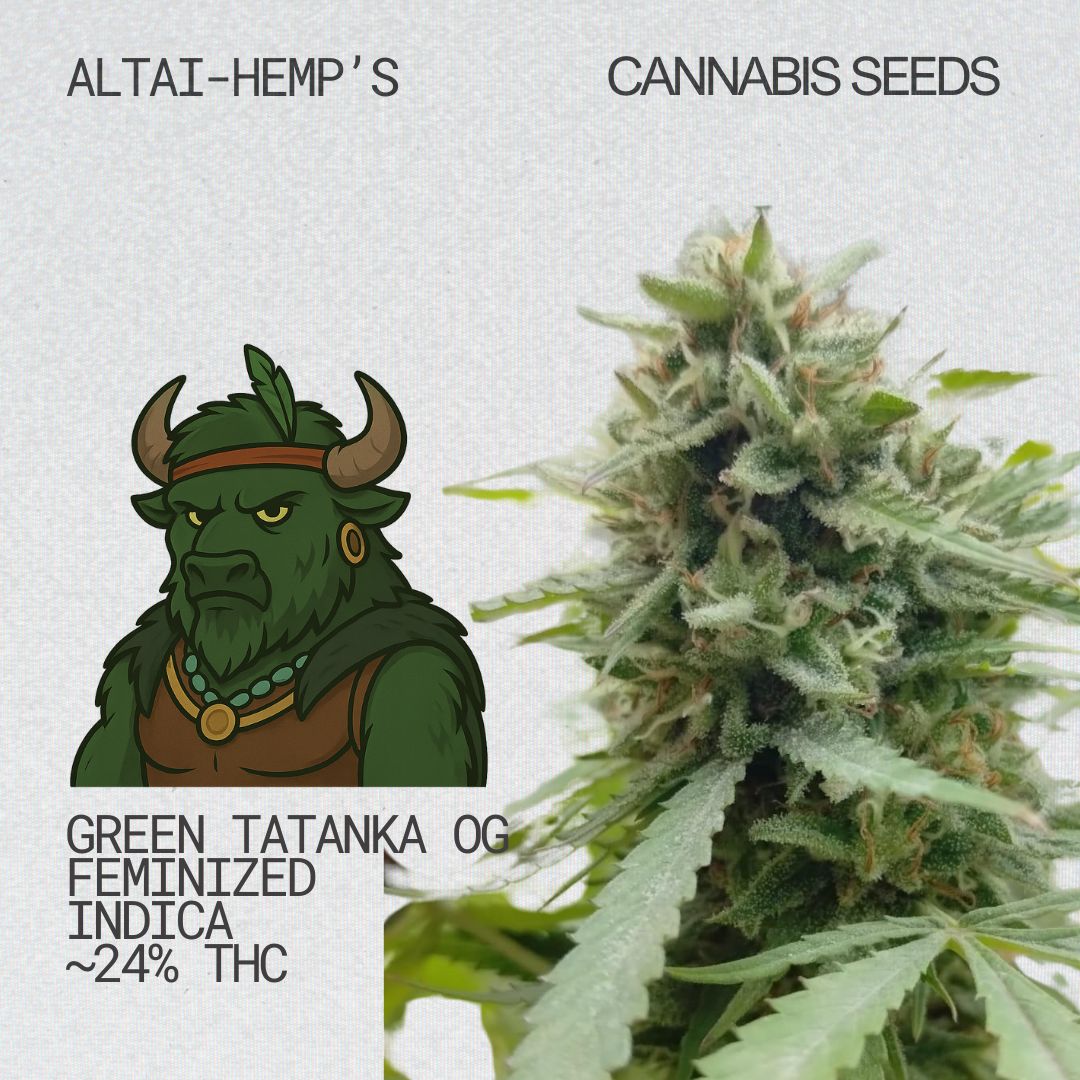 Altai-Hemps-GreenTatankaOG-CannabisSamen.jpg