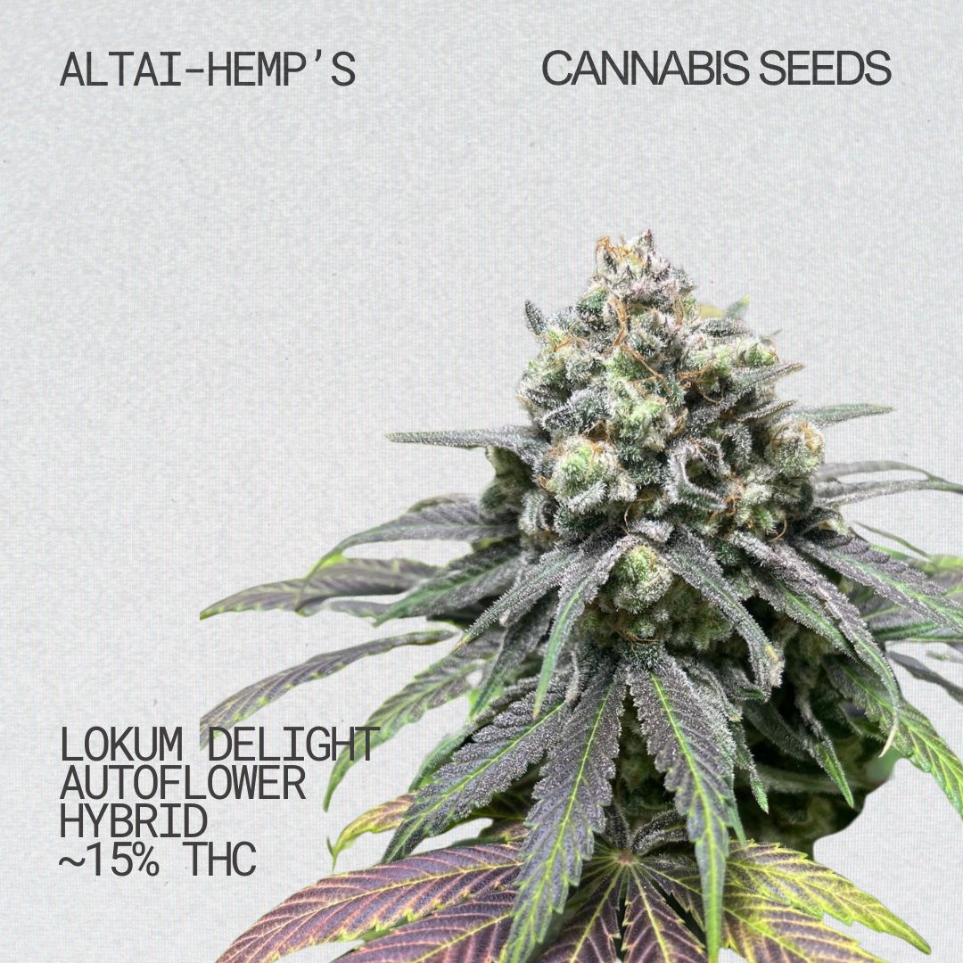 Altai-Hemps-LokumdelightAuto-CannabisSamen.jpg