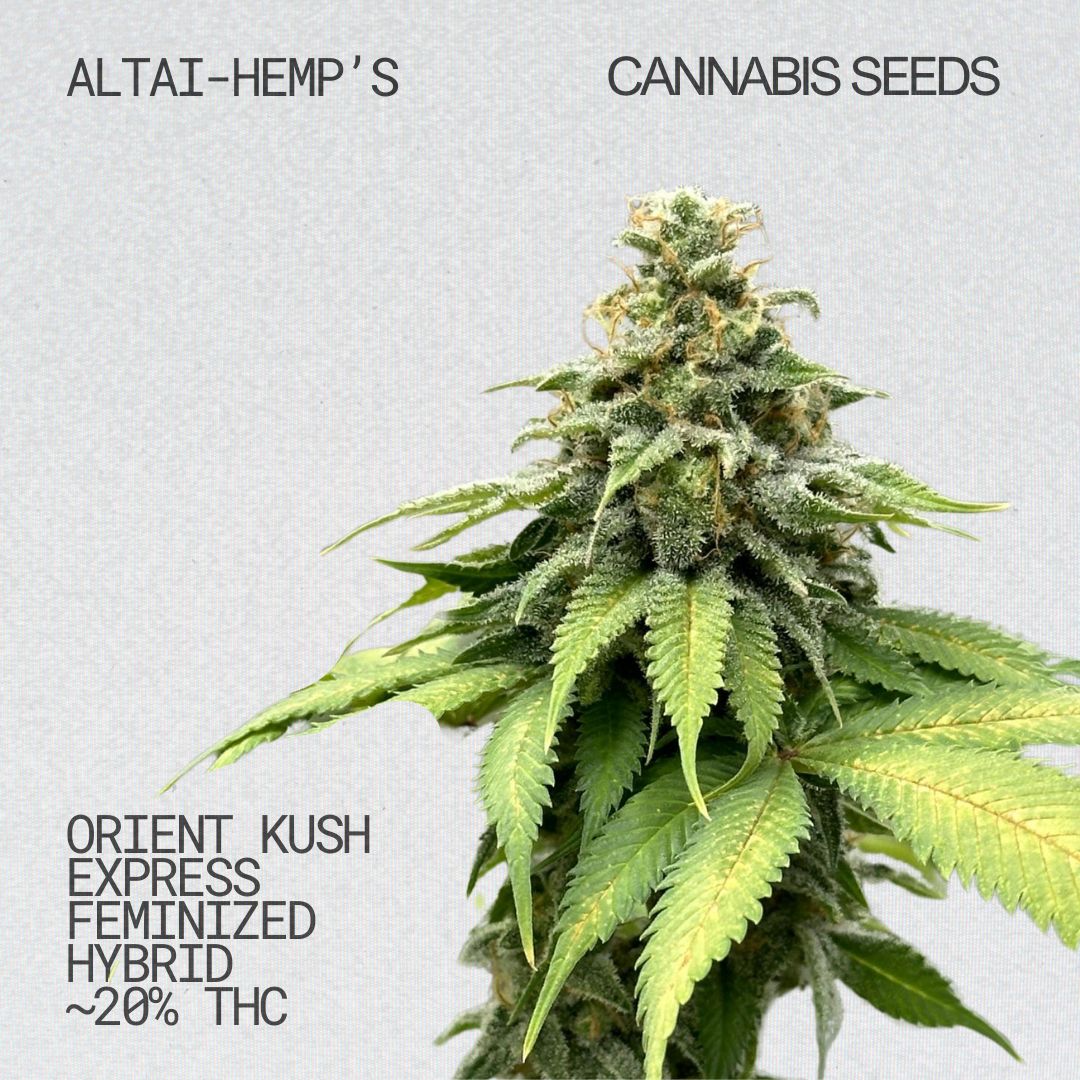 Altai-Hemps-OrientKushExpress-CannabisSamen.jpg