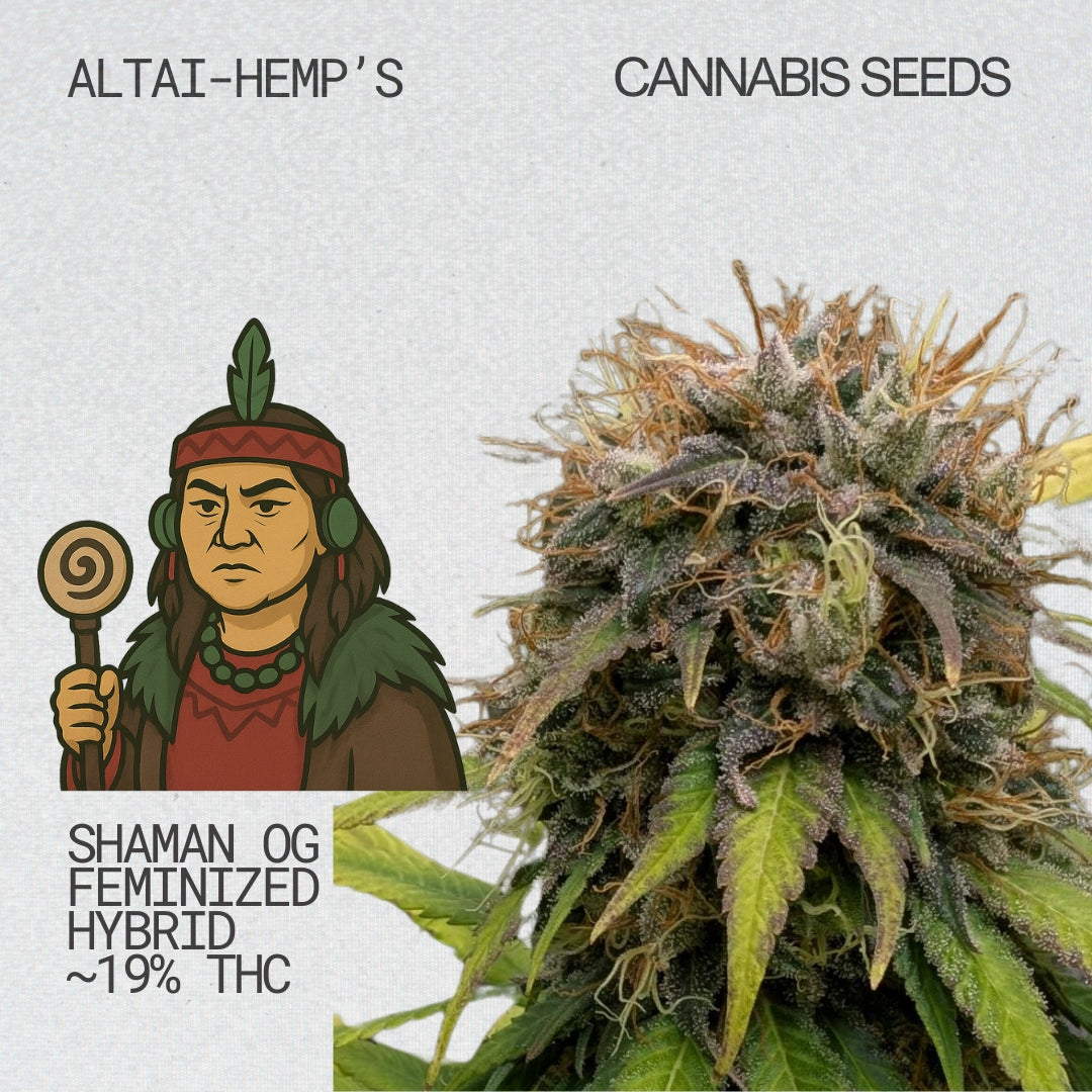 Altai-Hemps-ShamanOG-CannabisSamen.jpg