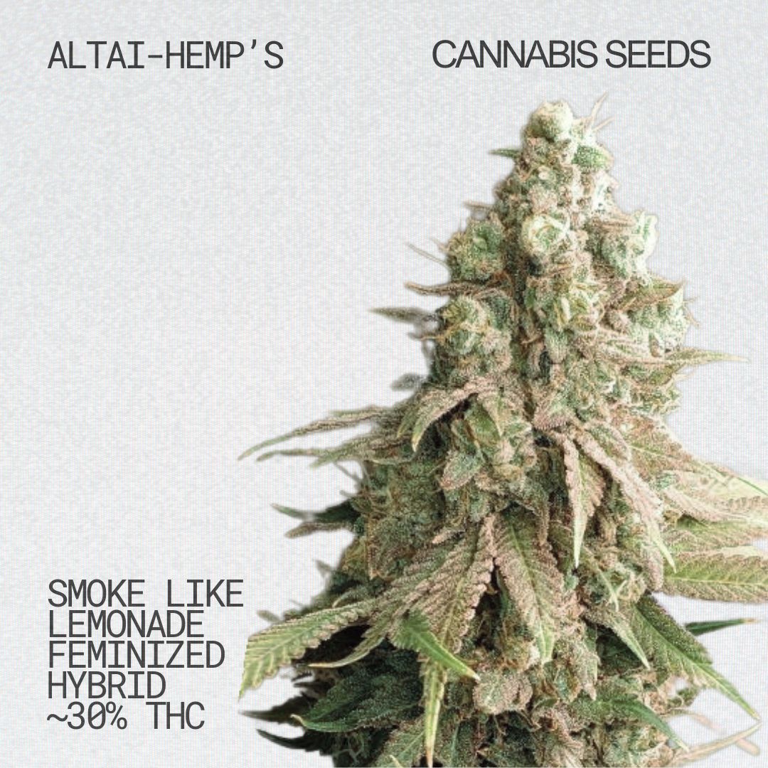 Altai-Hemps-SmokelikeLemonade-CannabisSamen.jpg