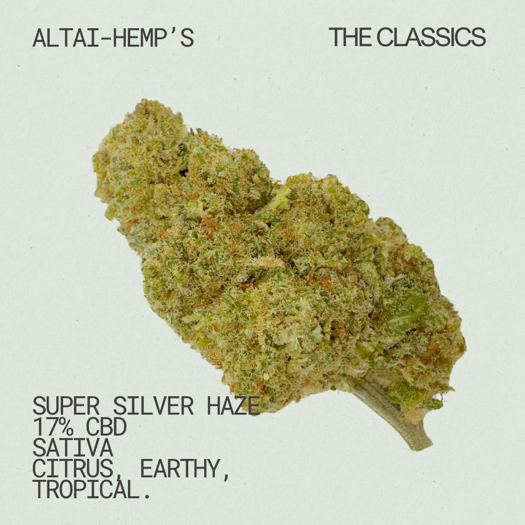 Altai-Hemps-SuperSilverHaze-CBDBlueten_3d69817e-afc8-440f-9b0b-2e6d0b05c62e.jpg