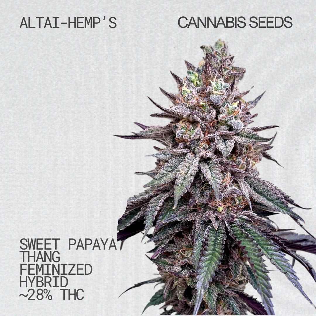 Altai-Hemps-SweetPapayaThang-CannabisSamen.jpg