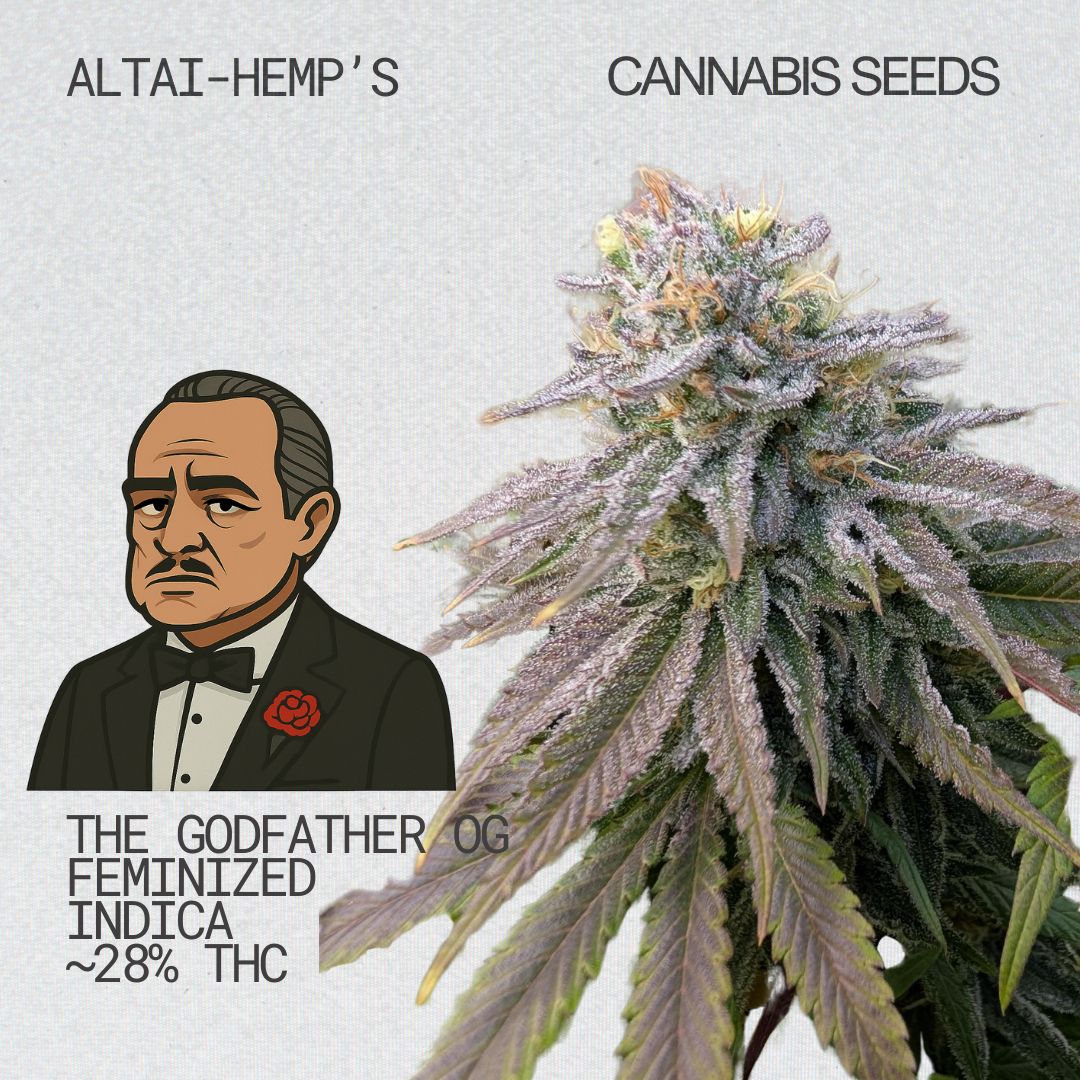 Altai-Hemps-TheGodfatherOG-CannabisSamen.jpg