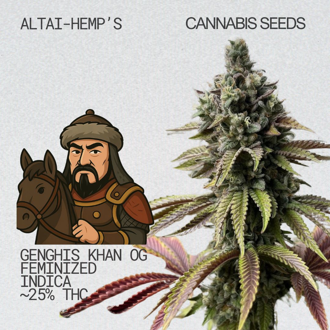 Altai-Hemps-genghiskhanOG-CannabisSamen_b27de2f7-9101-43a4-a0e3-21954dd64e2b.jpg