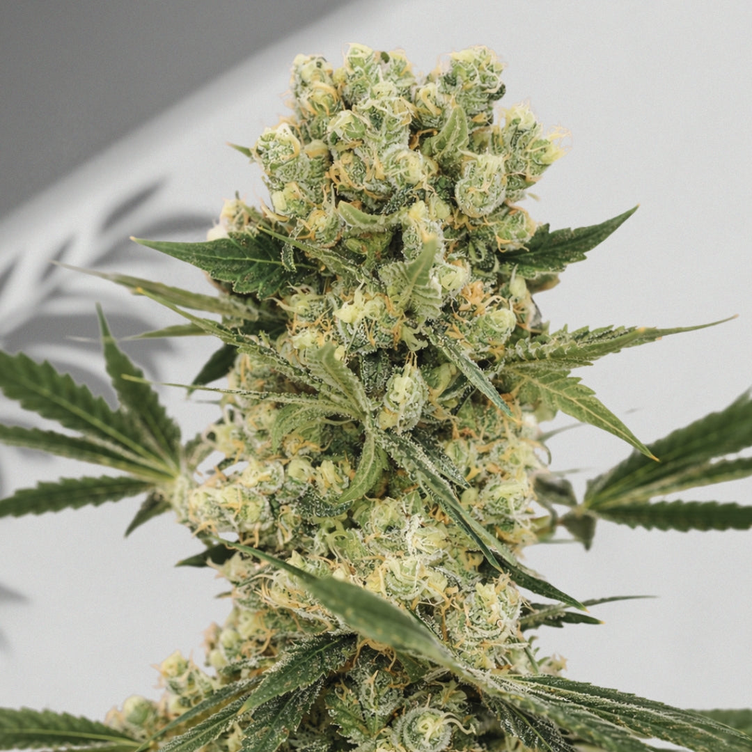 Amnesia Haze- Cannabis Samen