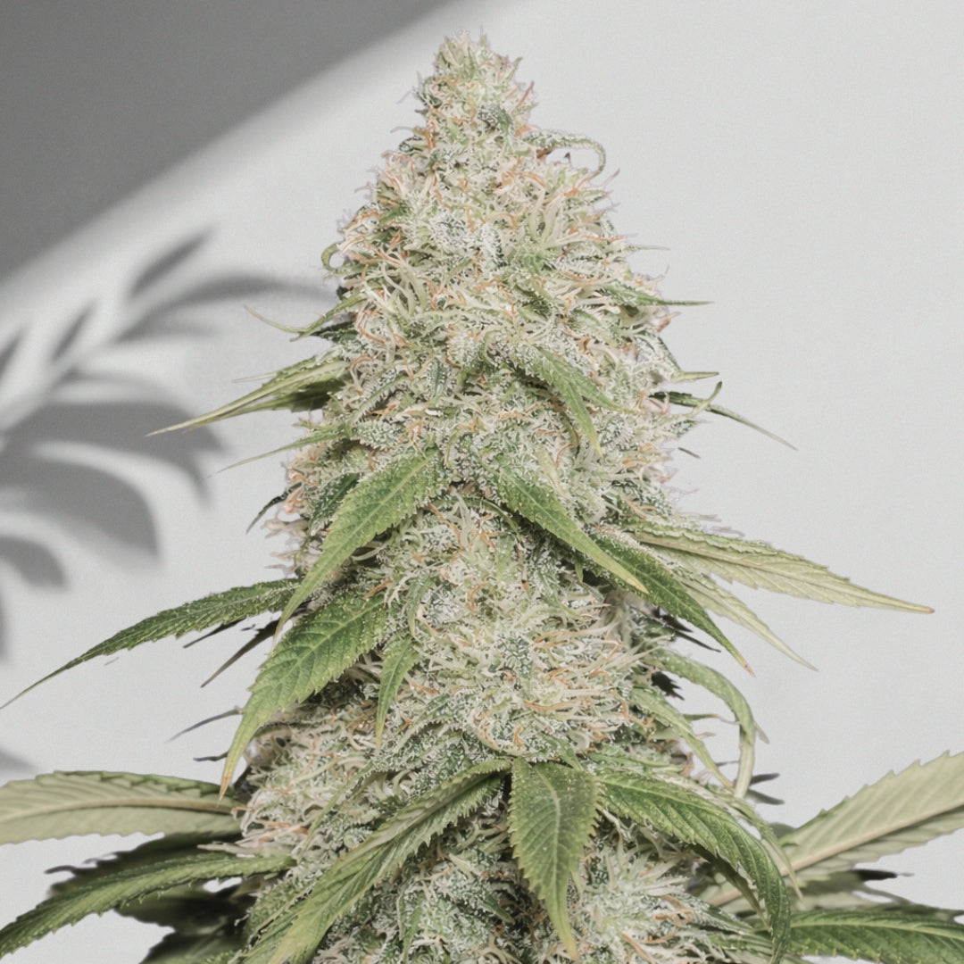 Aq Dulu CBD Auto – Cannabis Samen | The Selects N°13
