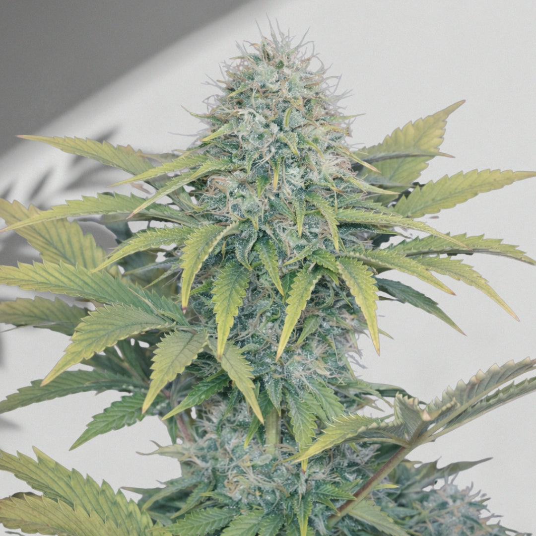Aq Dulu CBD – Cannabis Samen | The Selects N°11