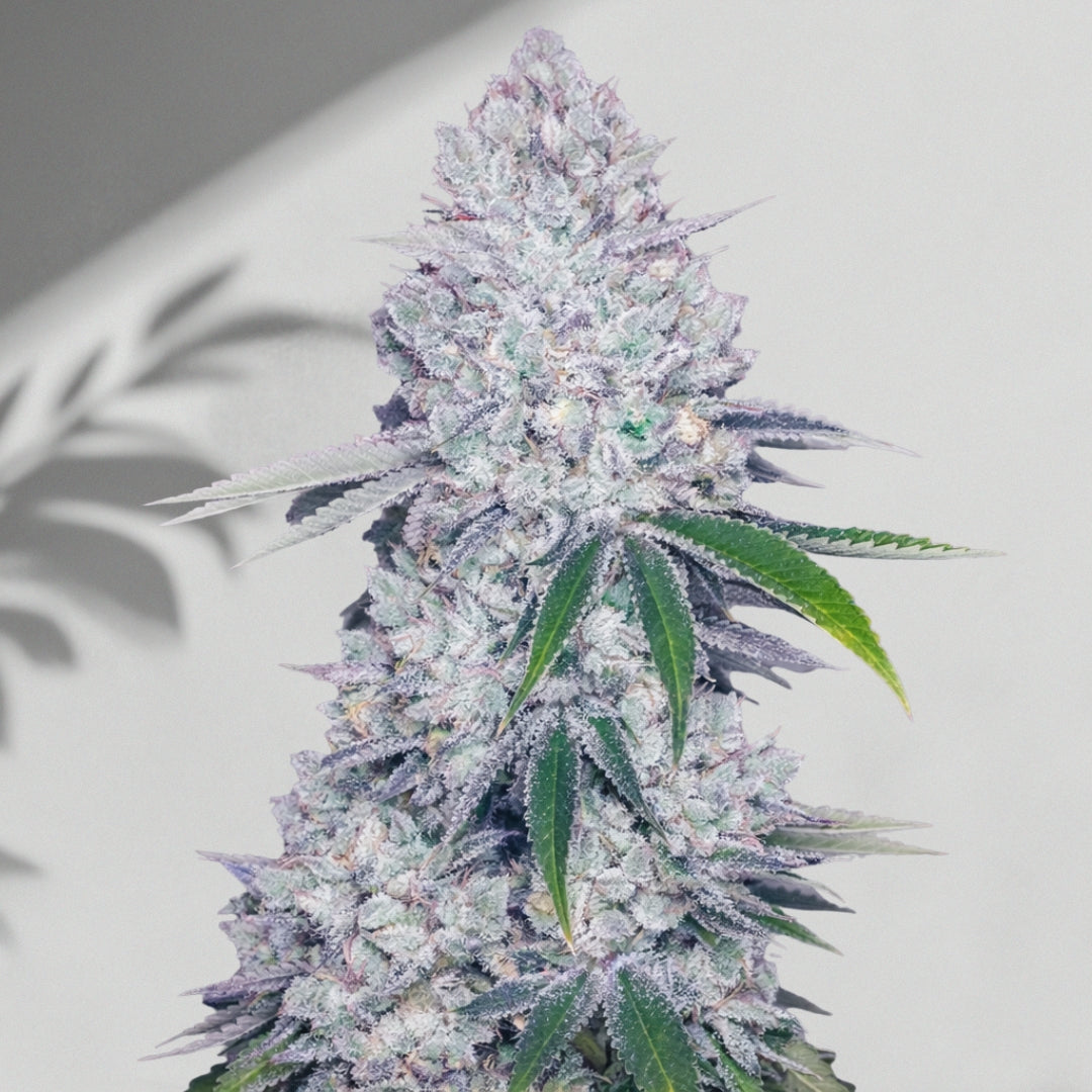 Ayu Jelim Auto – Cannabis Samen | The Selects N°9