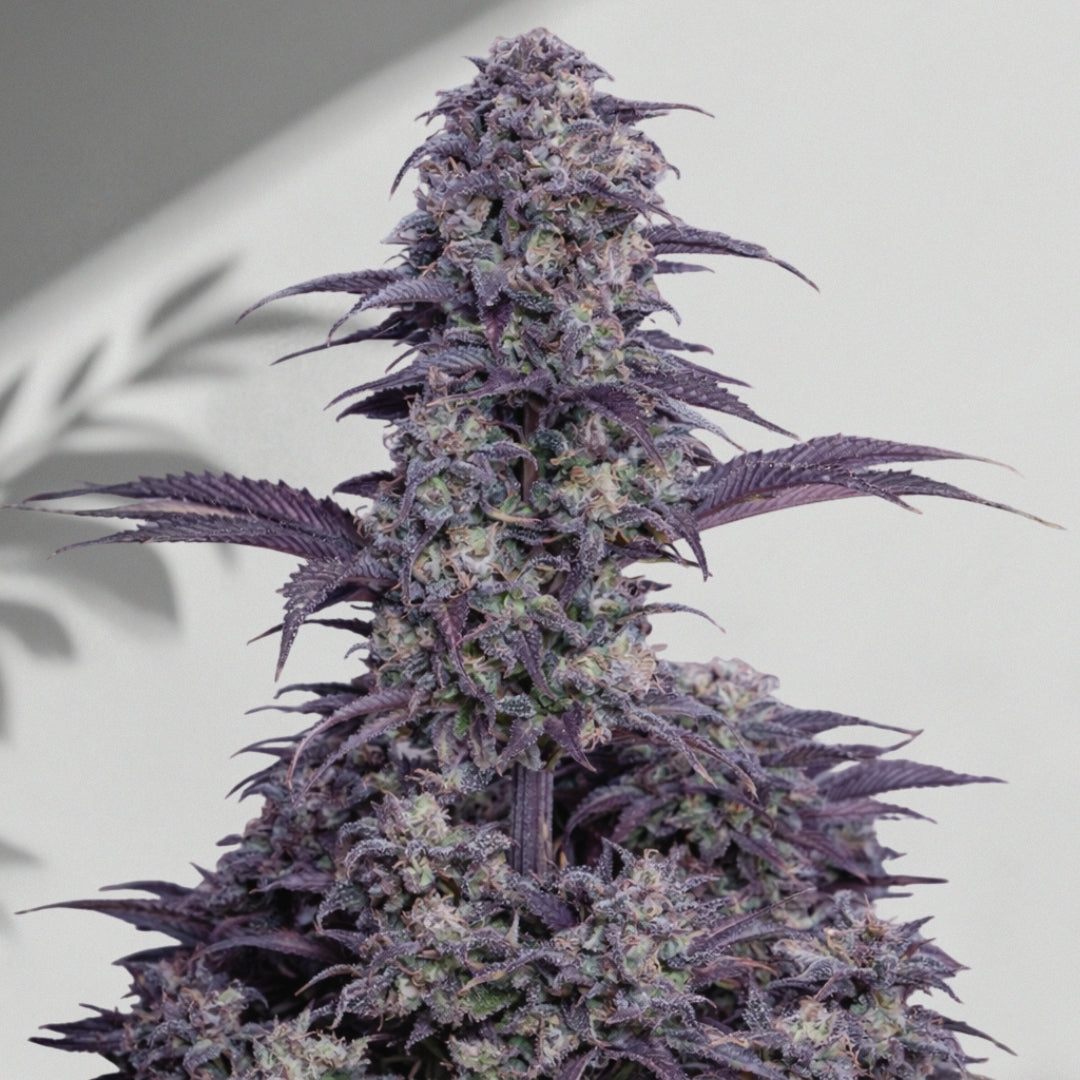 Börlegen Auto – Cannabis Samen | The Selects N°5