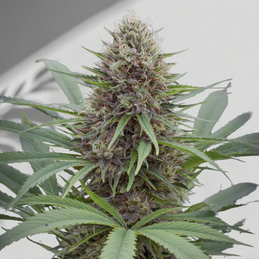 Bol Tınç CBD – Cannabis Samen | The Selects N°10
