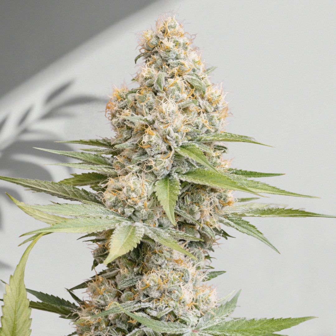 Bolluq Auto – Cannabis Samen | The Selects N°6