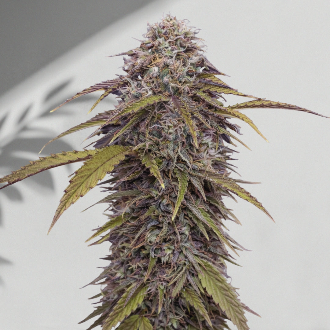 Çam Saqiz CBD Auto – Cannabis Samen | The Selects N°12