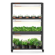 Grow-Set mit 3x SF600 LEDs & Regal – Spider Farmer Indoor