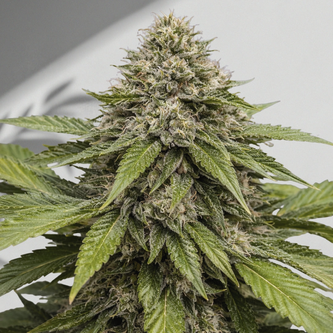 Jemis CBD Auto – Cannabis Samen | The Selects N°14