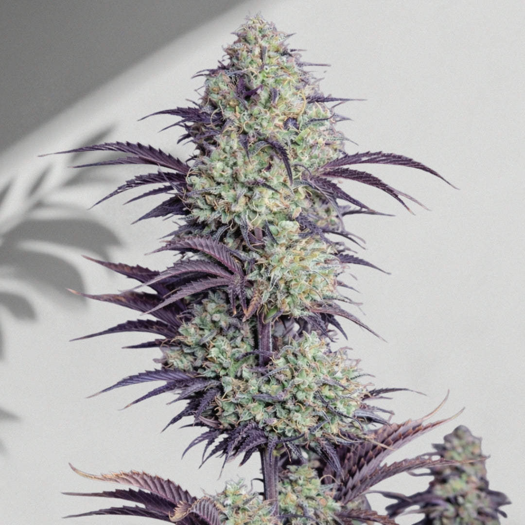 Mimoza Yel Auto – Cannabis Samen | The Selects N°8