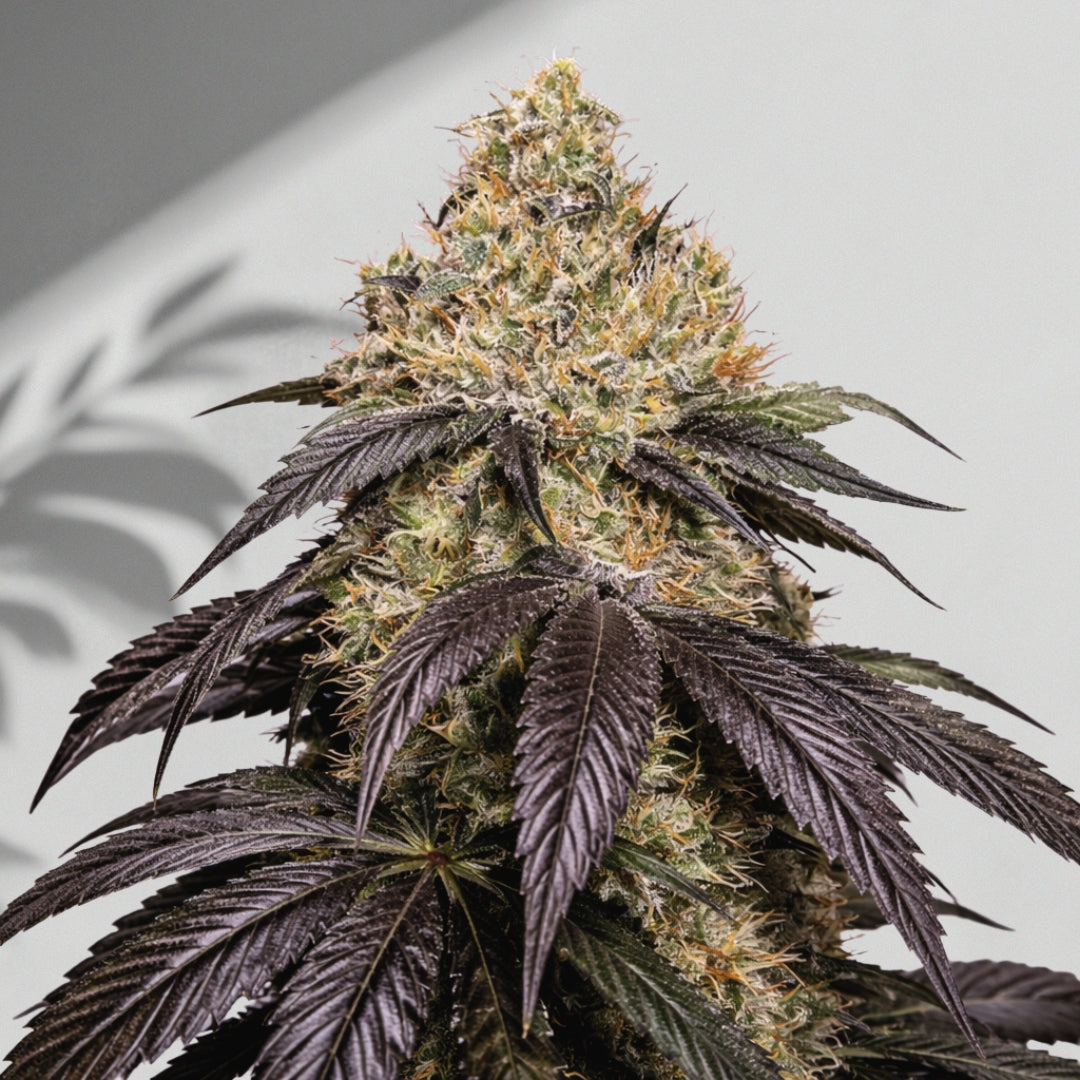 OG Kush- Cannabis Samen