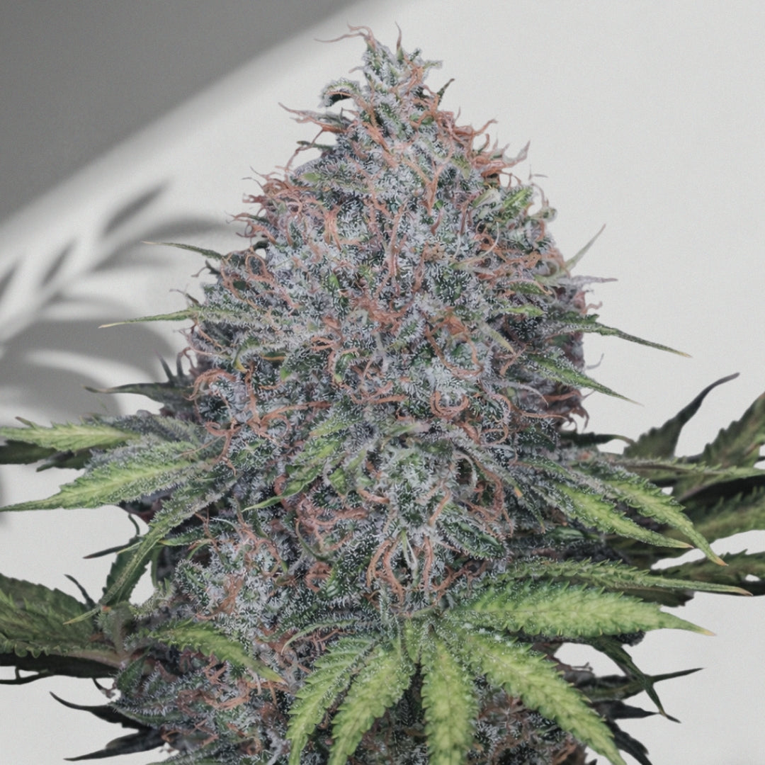 Qara Tas – Cannabis Samen | The Selects N°1