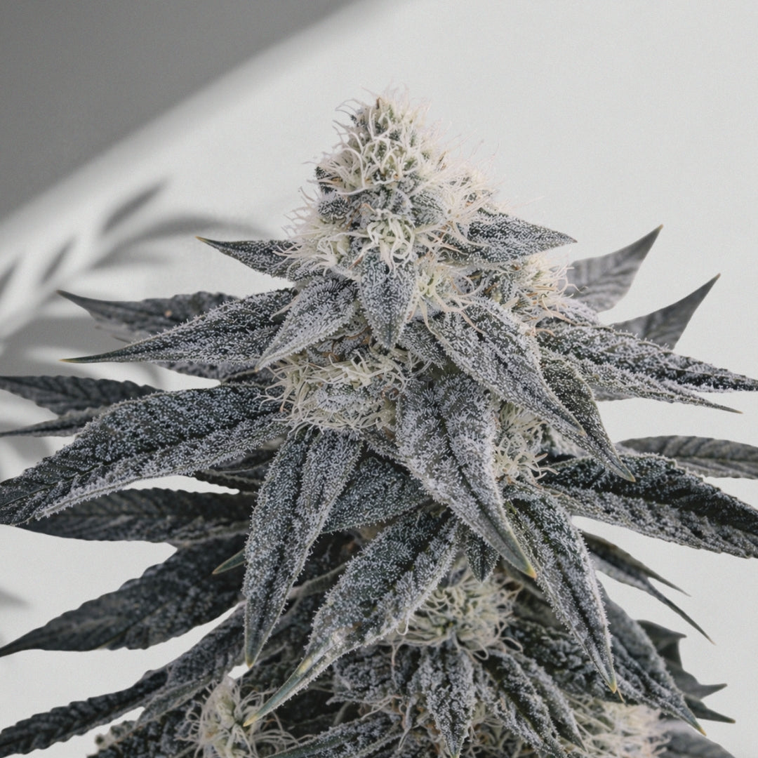 Qatran – Cannabis Samen | The Selects N°2