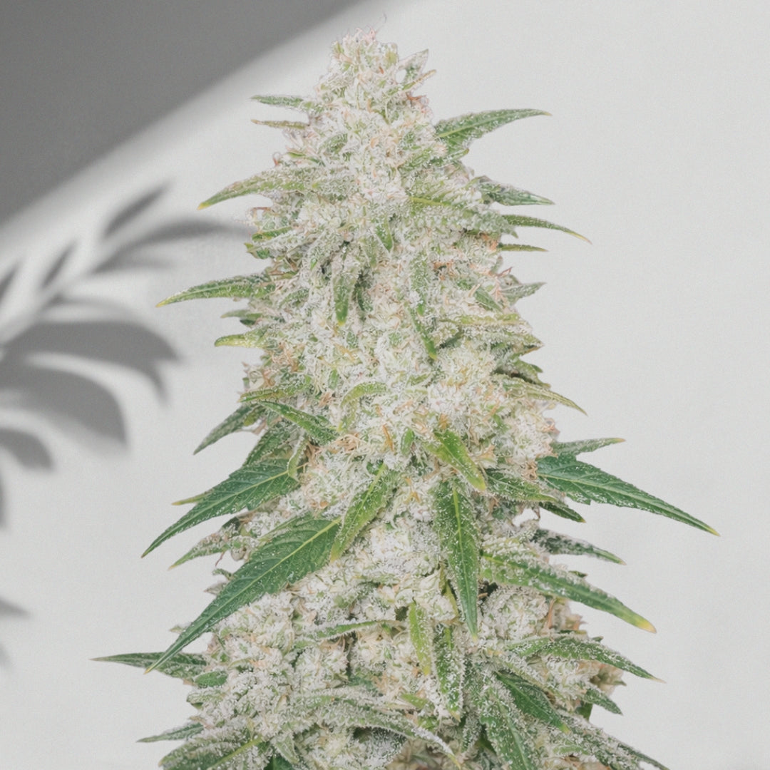 Qaymaq Auto – Cannabis Samen | The Selects N°7