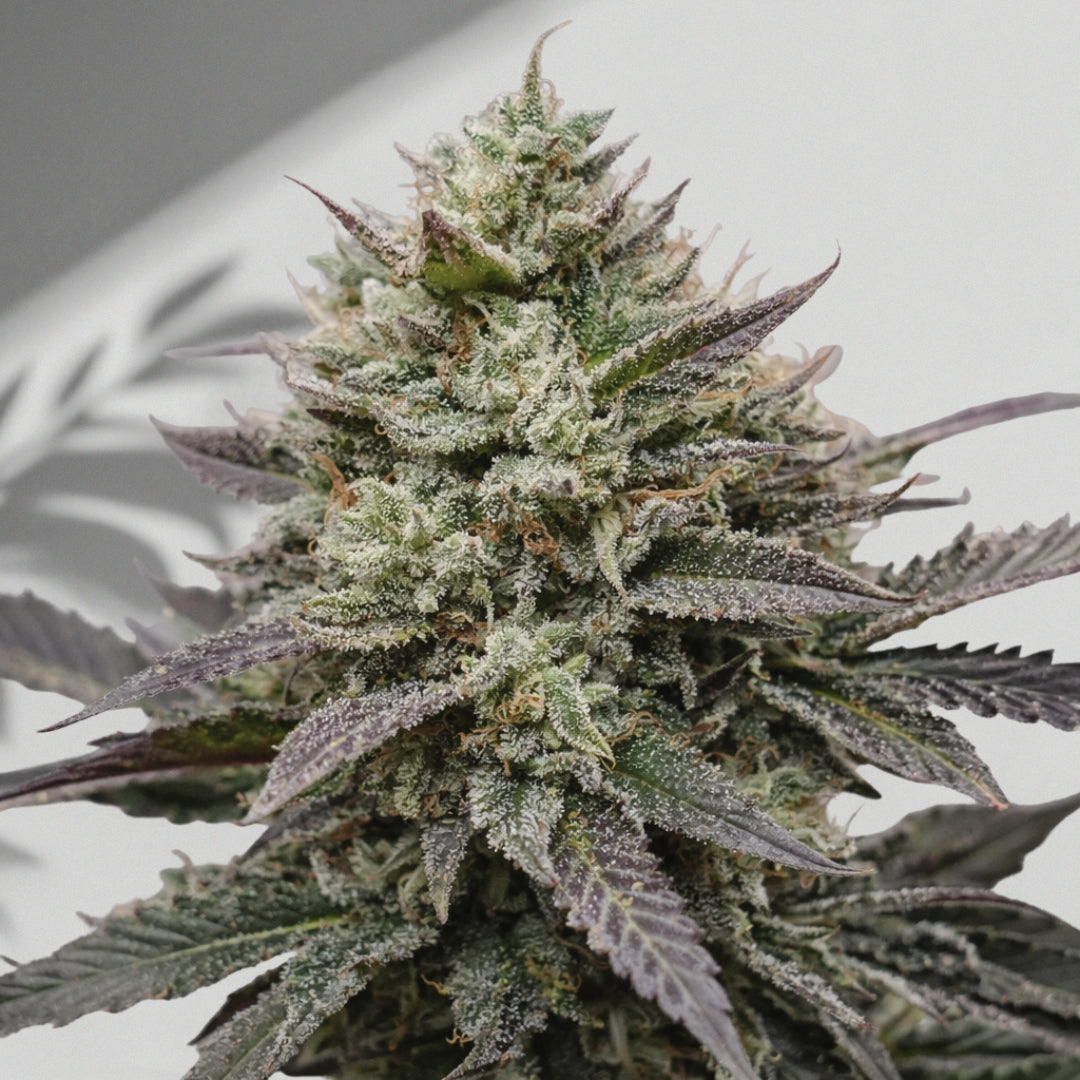 Super Skunk- Cannabis Samen