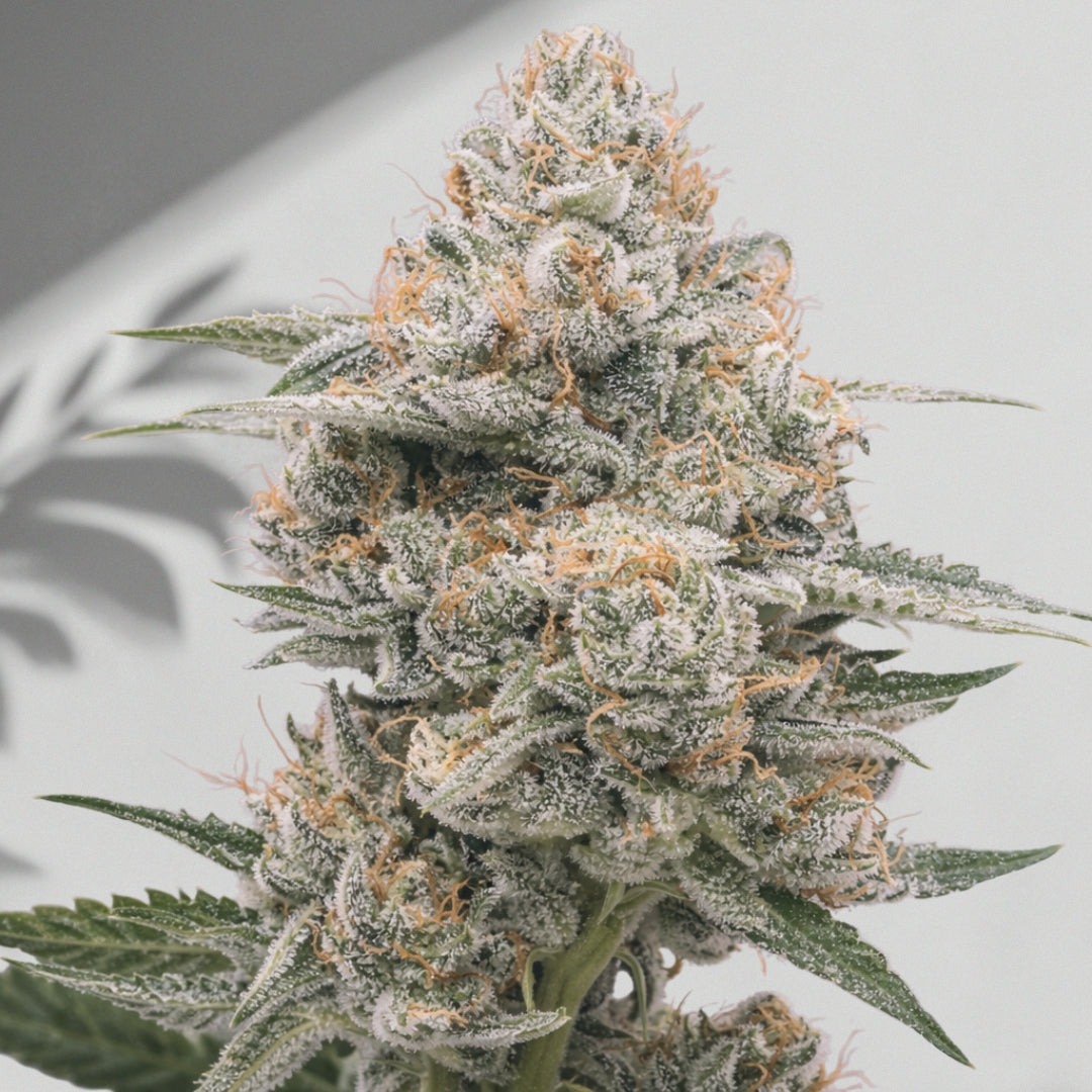 Tan Ilimon – Cannabis Samen | The Selects N°3