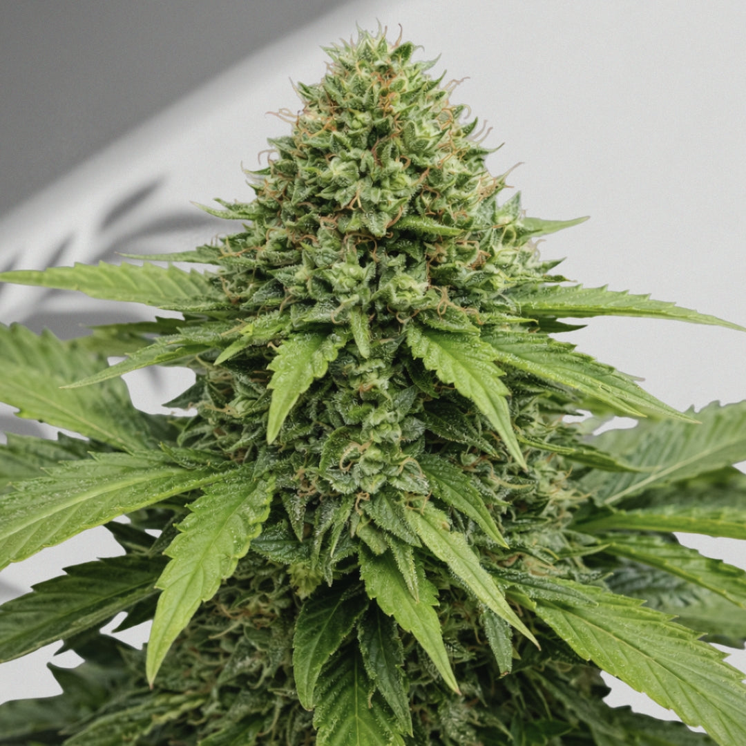 Tengliq CBD Auto – Cannabis Samen | The Selects N°15