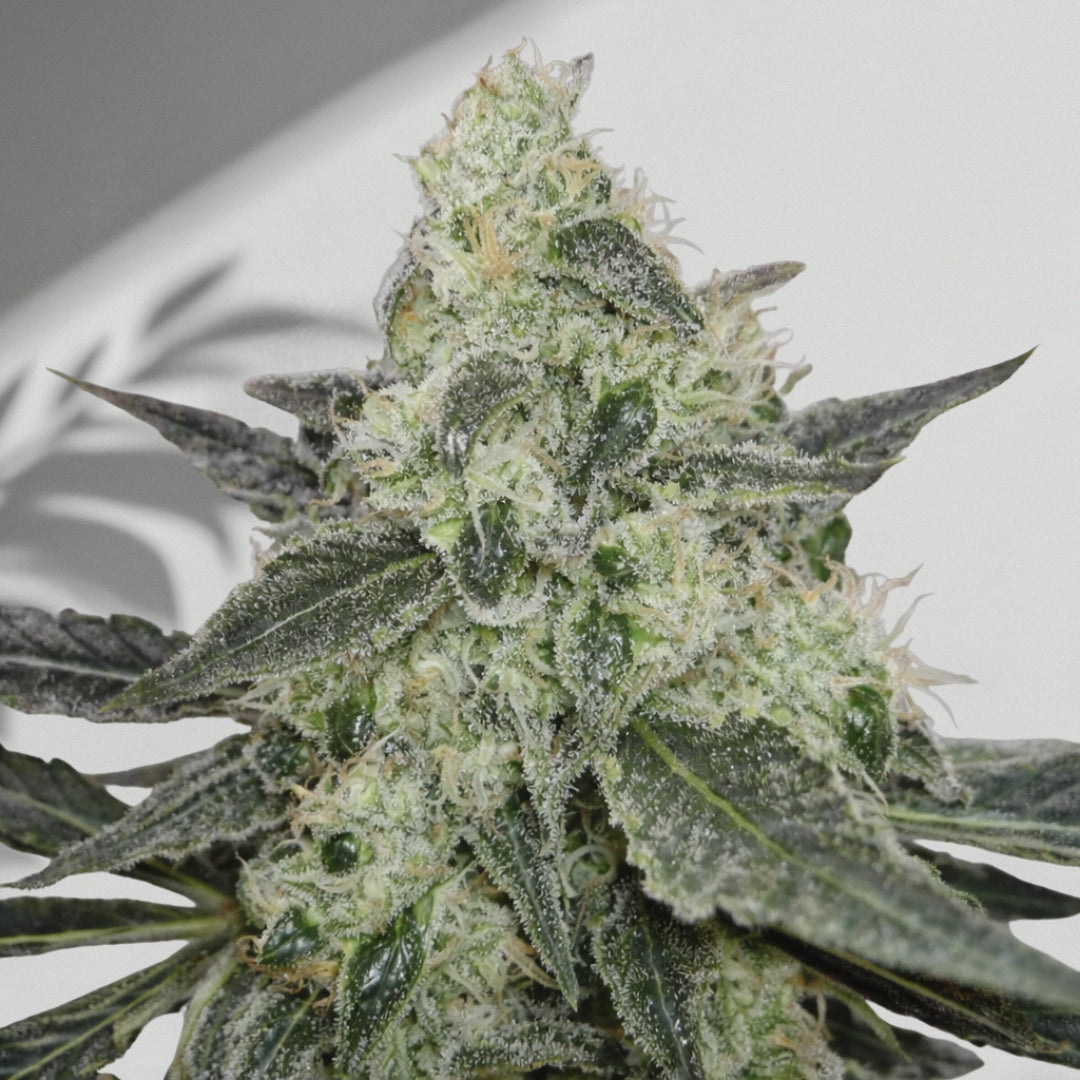 White Widow- Cannabis Samen